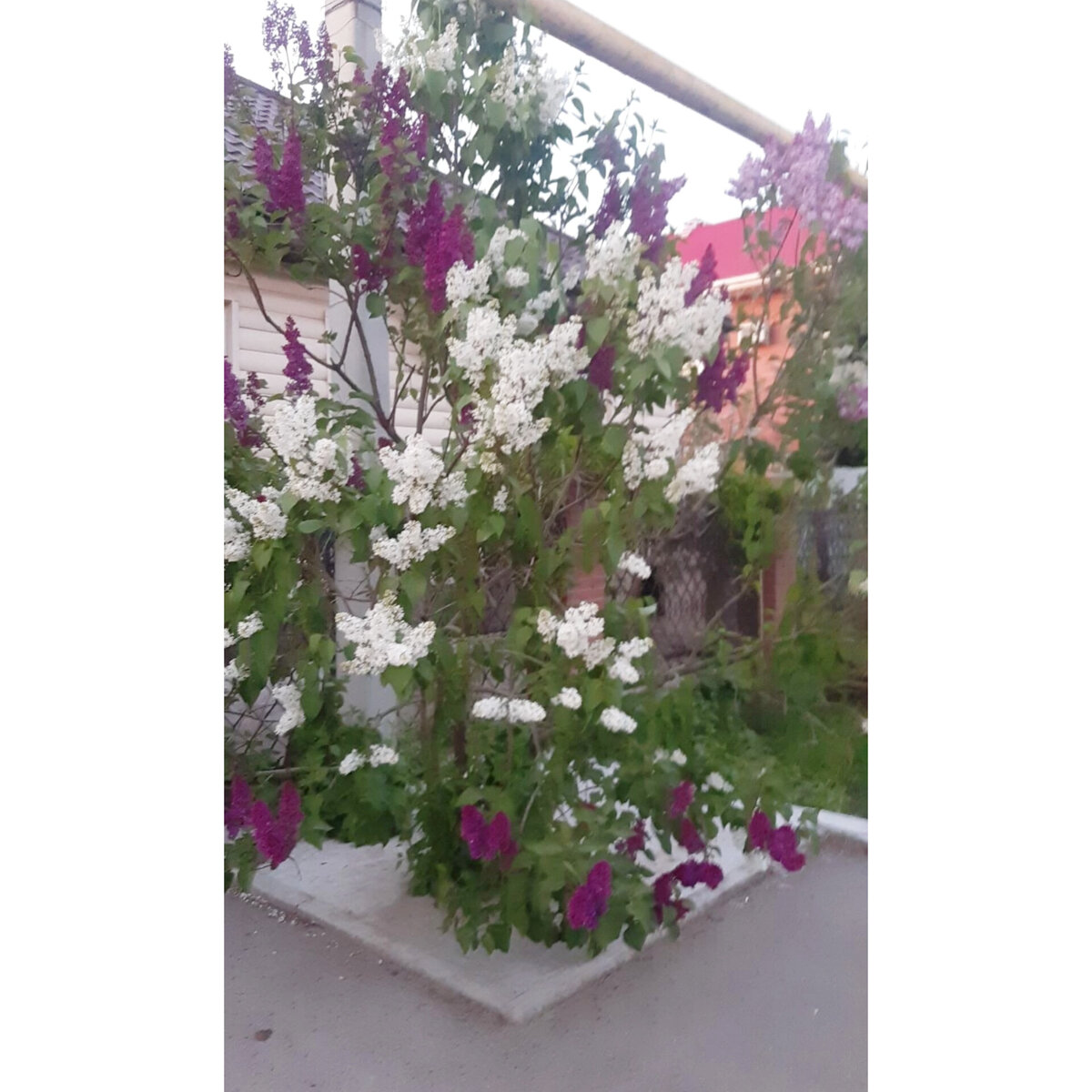 Привитой куст сирени фото 2023 года