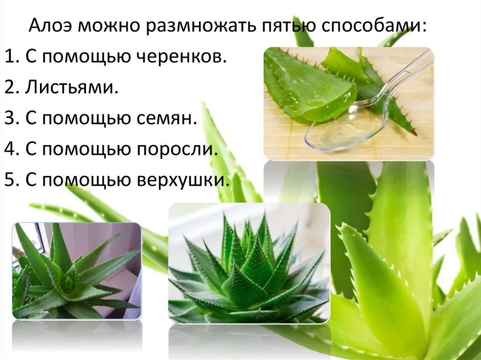 Алоэ размножение..