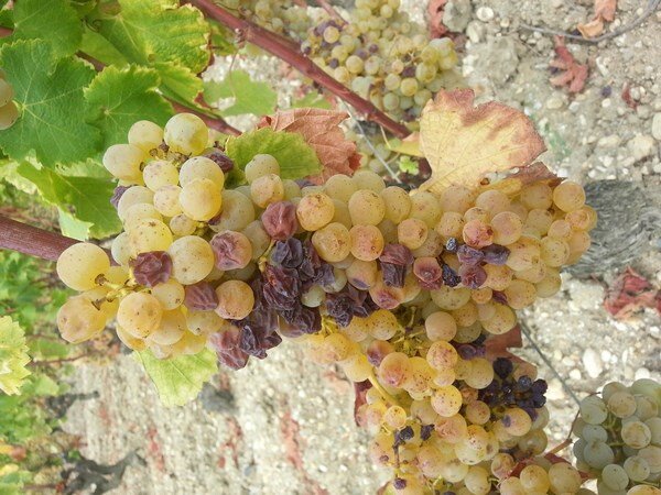 Ягоды, поражённые ботритисом (источник - www.amwine.ru)