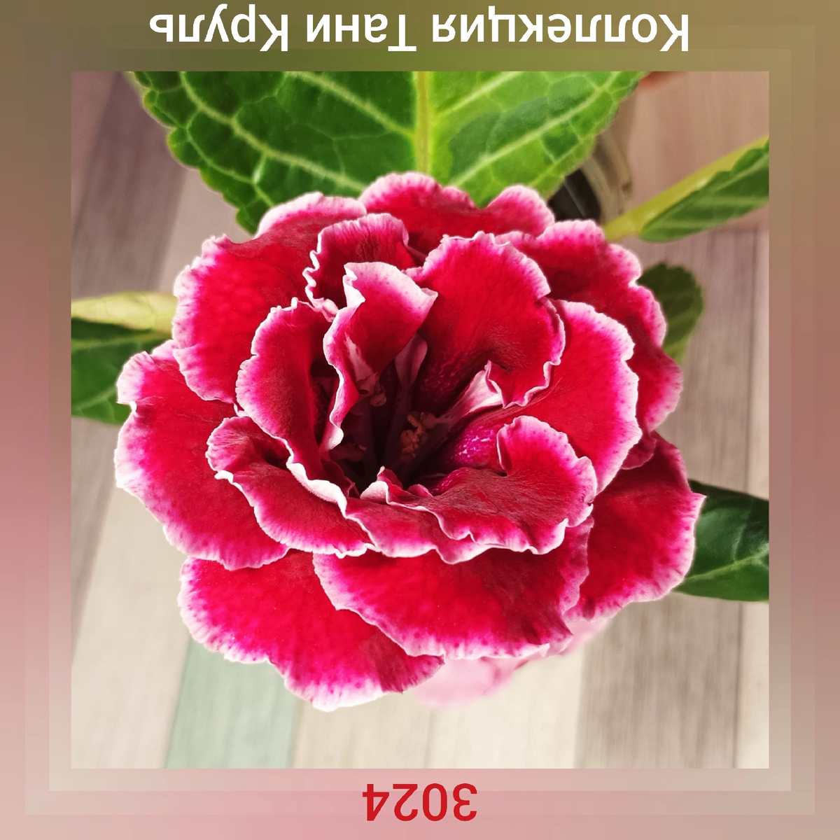 У этого коллекционера мы покупаем семена 