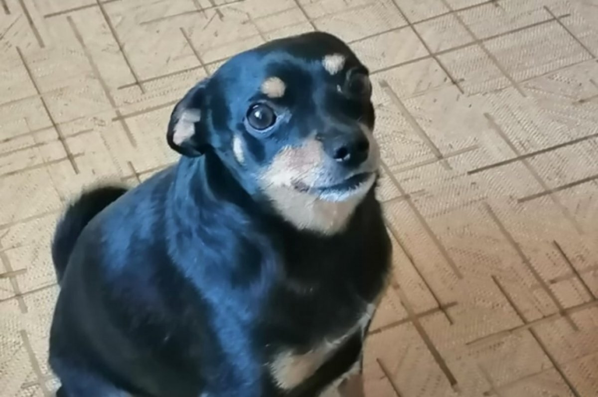    В Подмосковье нашли высаженного из электрички той-терьера Арчи