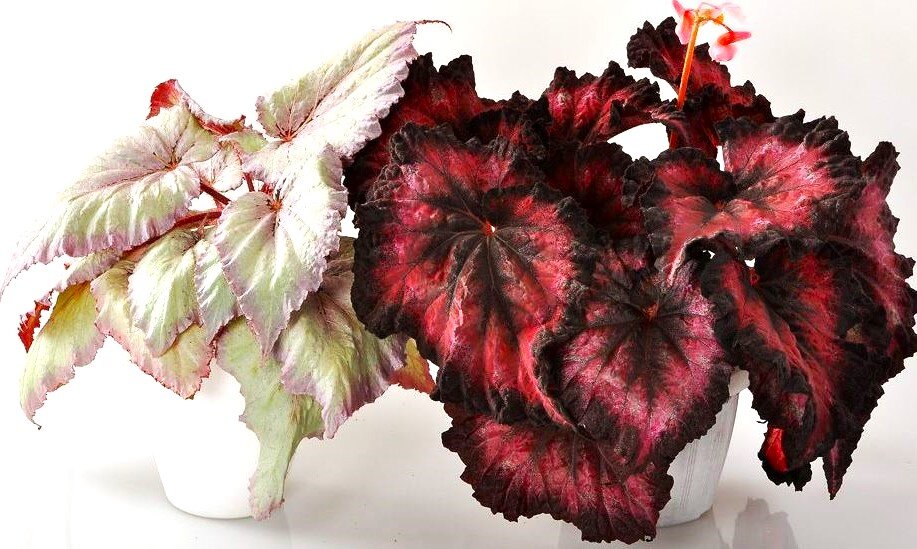 Фото из открытых источников. Такие яркие красотки- мечта многих любителей комнатных растений.