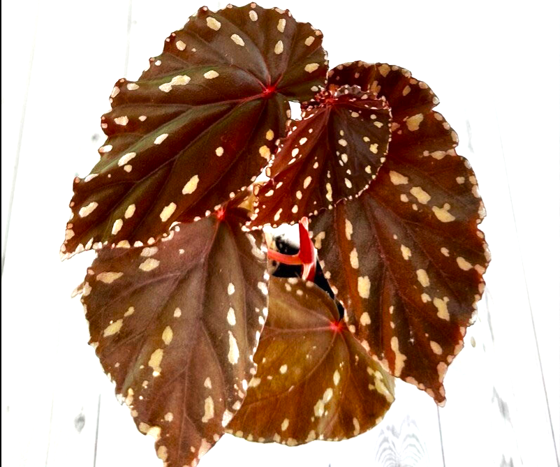 Фото из открытых источников. Бегонии: Atricha spotted malle, Barsalouxiae rhizo, 