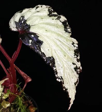 Begonia Kapuas Hulu U679