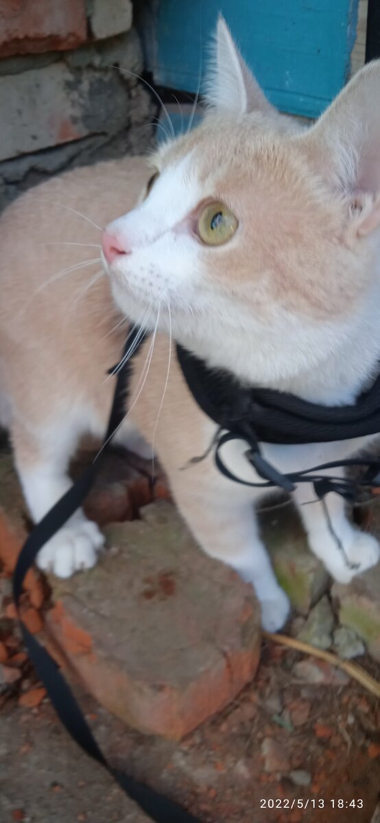 Персик на прогулке