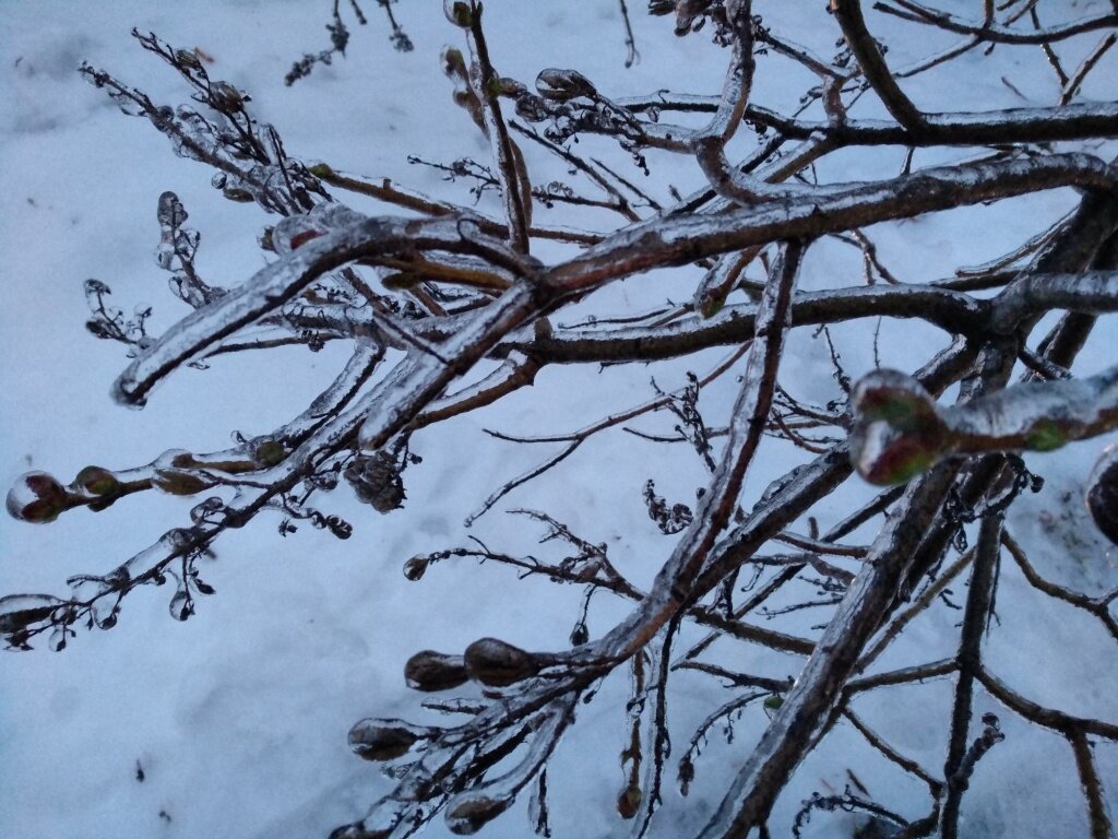 Проект на тему растения. Почва после дождя. Причины влияющие на количество осадков. Влияние атмосферы на растения. Поверхностное орошение.