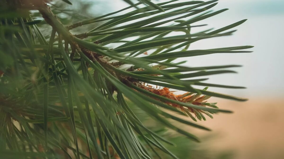     В Удмуртии огласили приговор двум жителям Дебесского района, которые незаконно срубили 50 молодых сосен. Деревья браконьеры хотели реализовать перед новогодними праздниками.