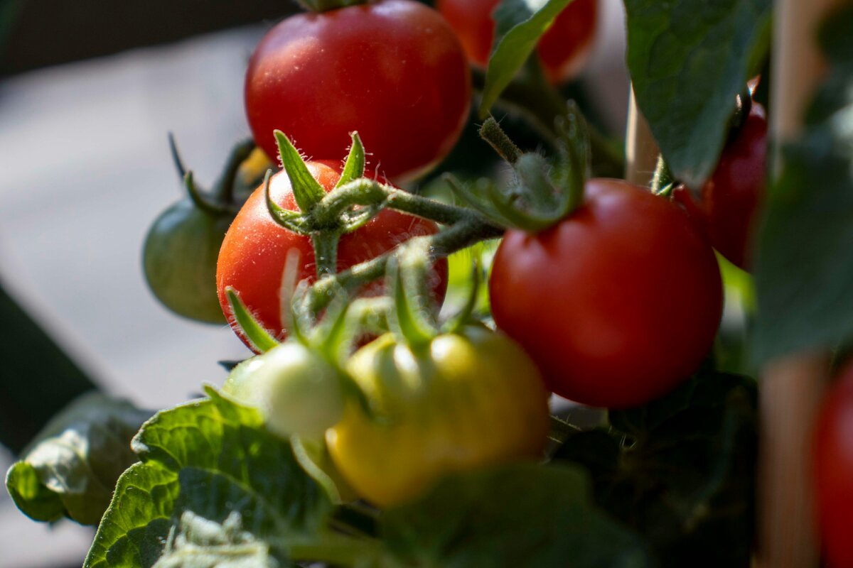    Вкус томатов зависит от соотношение глюкозы, фруктозы и кислотUnsplash