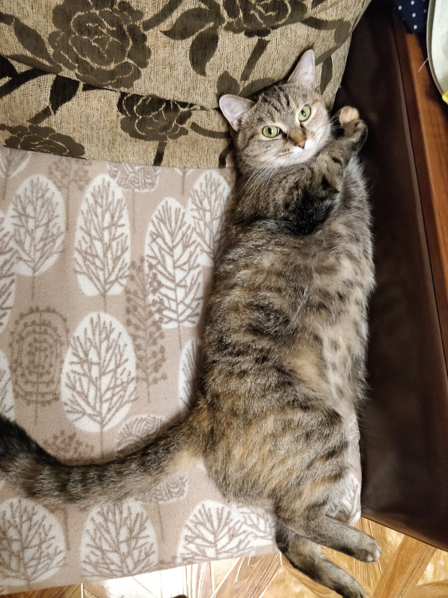 Фотографий  Серки не сохранилось,  на фото  Мурыса 