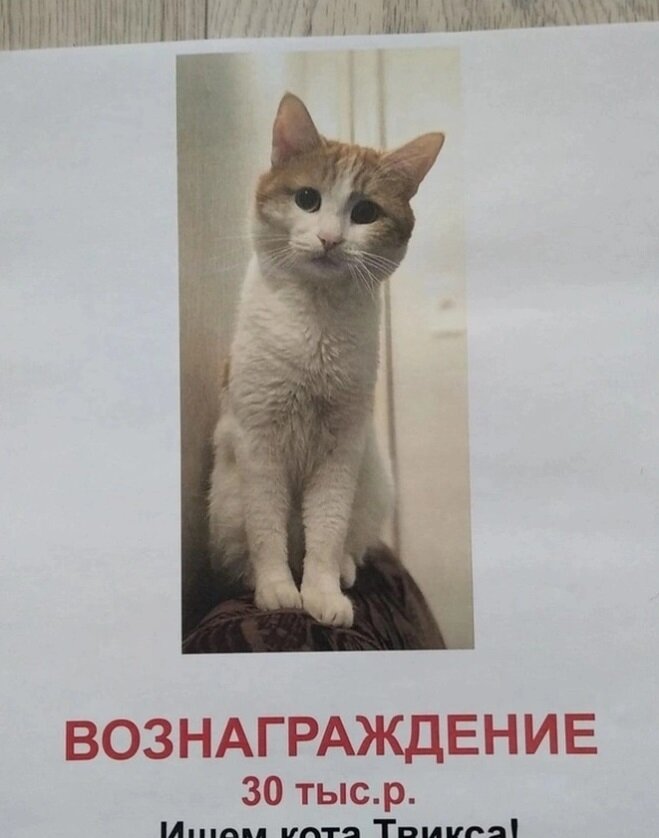 Страсти вокруг кота Твикса: резонанс решает все! | Ольга В. | Дзен