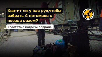 Хватит ли у нас рук,чтобы забрать 4 питомцев с поезда разом? Хвостатые встречи перроне!