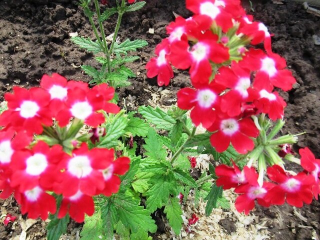 Вербена "гранатовый браслет" - личное фото автора