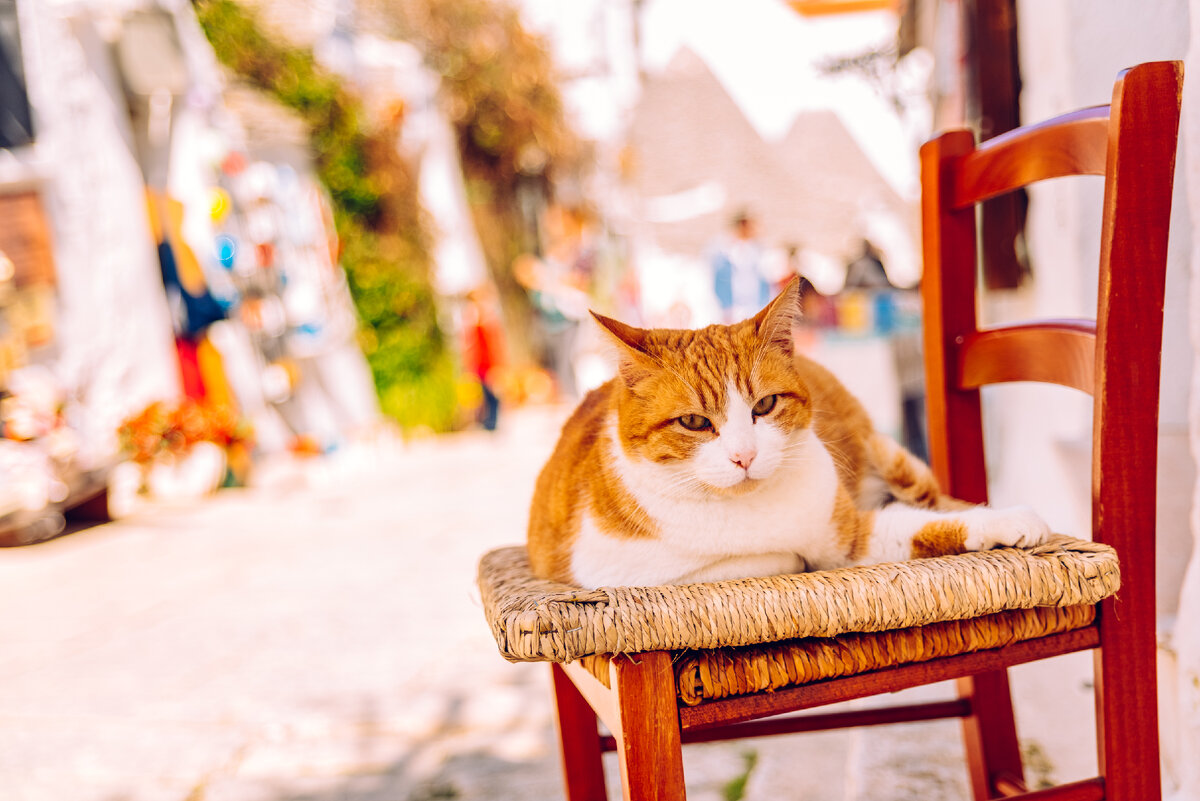 В сердце турецких городов разворачивается настоящая драма выживания, где бездомные кошки ведут себя как маленькие короли улиц, а собаки — их величественные, но недооцененные соперники.