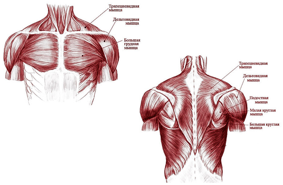 Мышцы плечевого пояса анатомия атлас