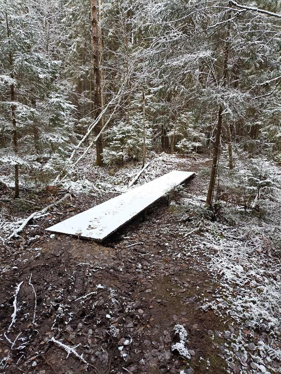 Туристы в лесу. Пешие прогулки на природе. Ходить тропами. Ходить тропами. Прогулка в лесу.