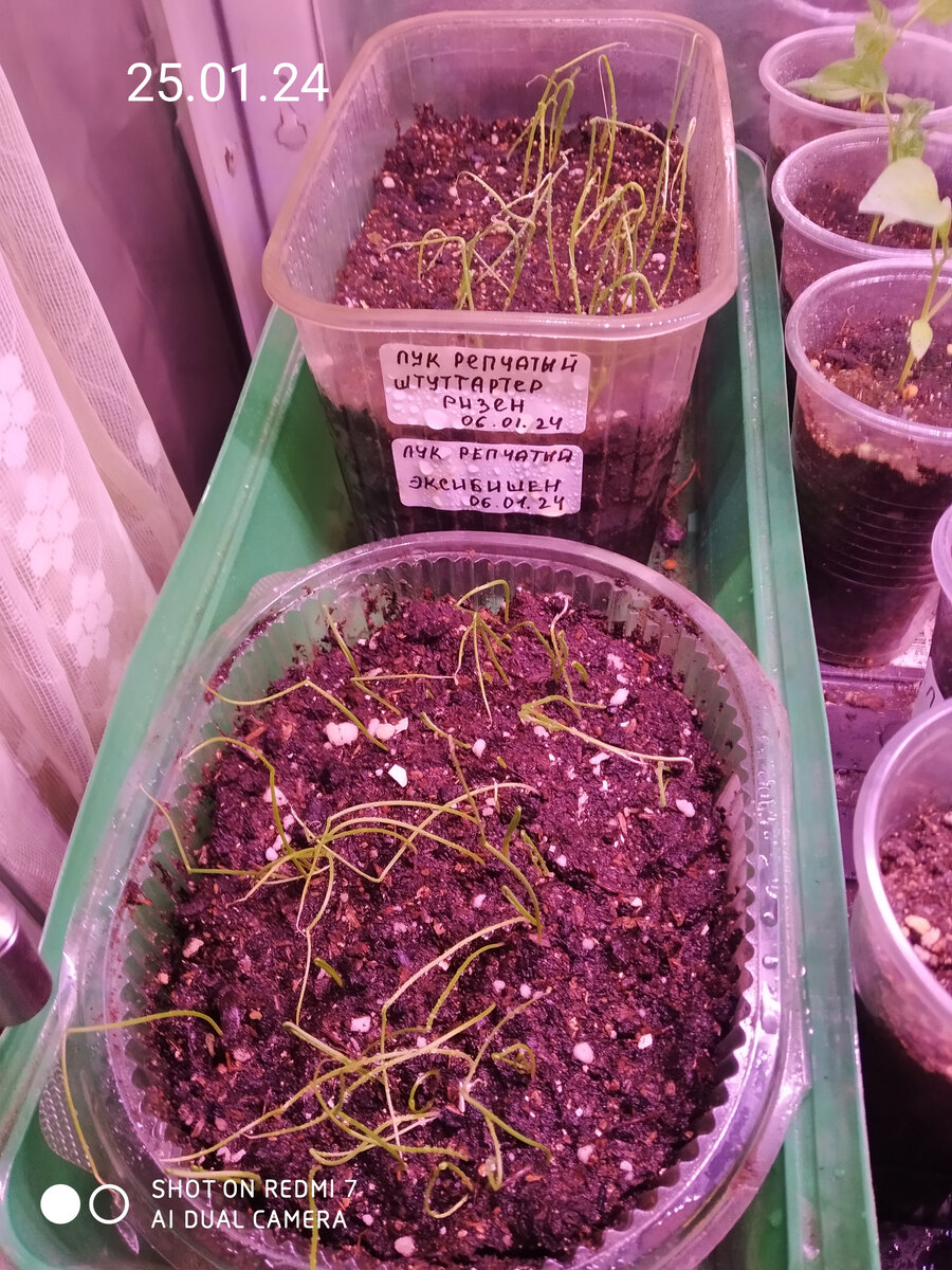 Растут под фитолампами на стеллаже.