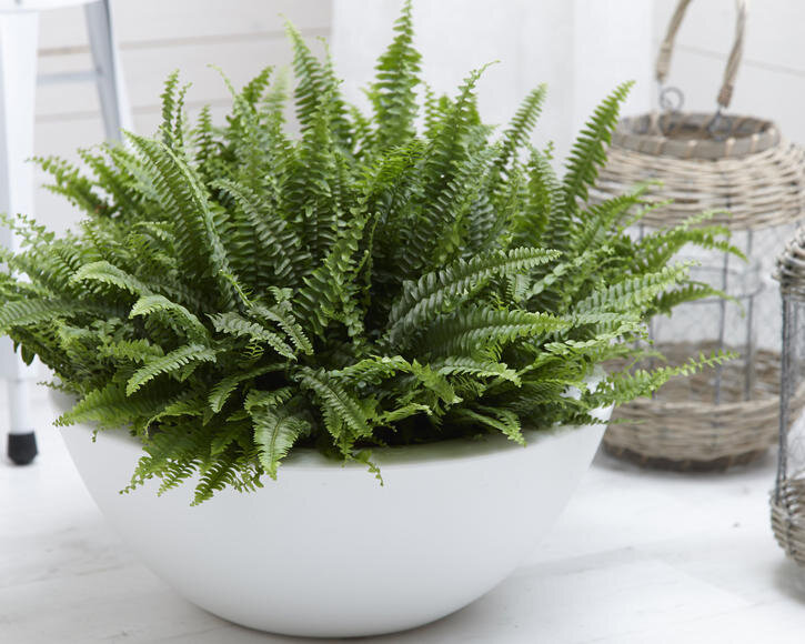 какой процесс называют выделением. значение процесса выделения. поглощение теплоты. выделение у растений и животных 6 класс. гуттация.