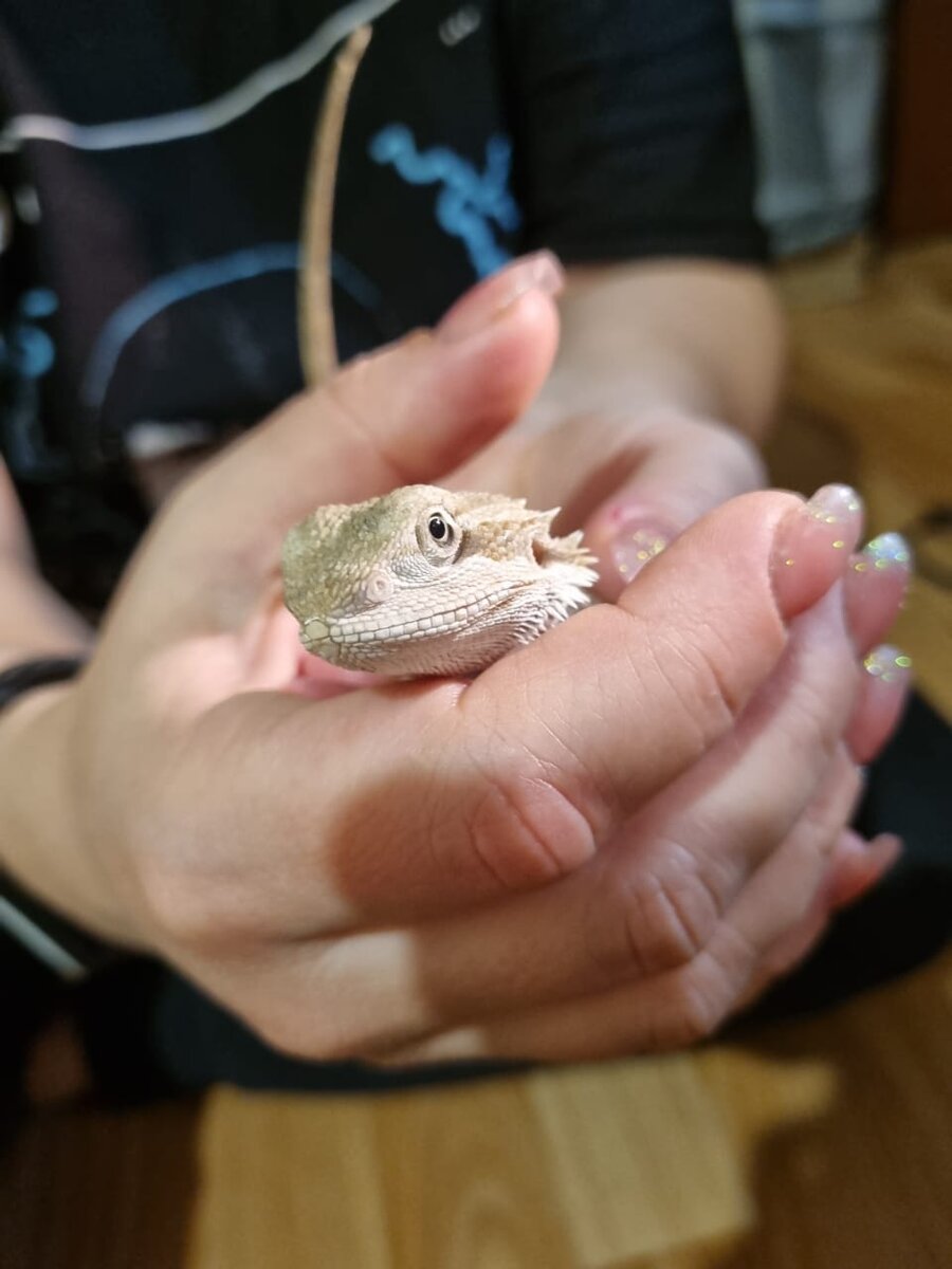 Маленькая красавица