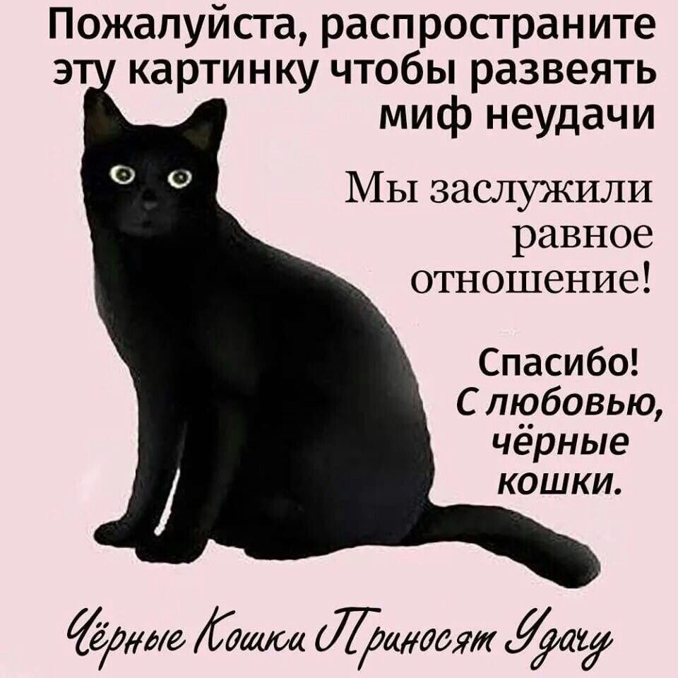 Годы черного кота. Цитаты про черную кошку. Черная кошка афоризмы. День черного кота. Международный день черного кота.