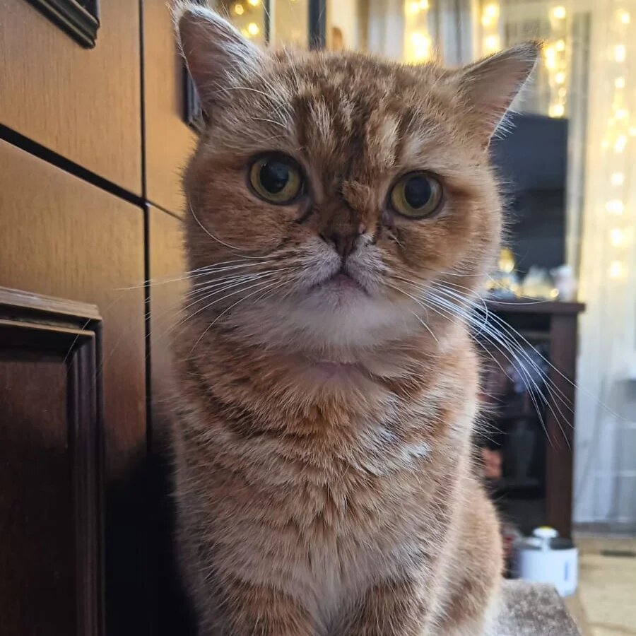 Правила написания чк чн в русском языке. Правила написания мягкого знака. Ь знак после шипящих 3 класс правило. Чк чн правило. Правила 1 класса по русскому языку в таблицах.