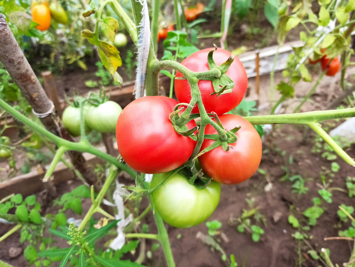 Фото автора. И веревочками