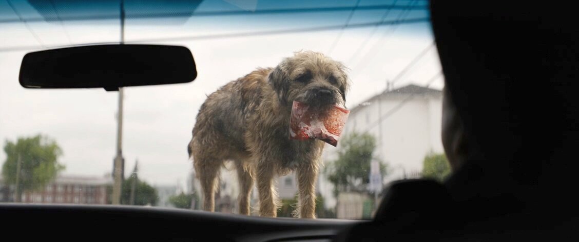 собака знак. добрые стихи про собак. значение слова собака. текст про собаку. бездомные животные презентация.