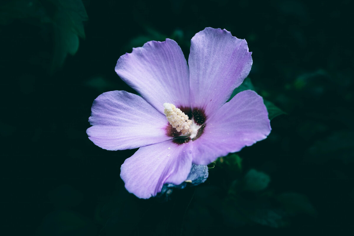 Картинка с бесплатного фотостока https://unsplash.com, автор Wyxina Tresse