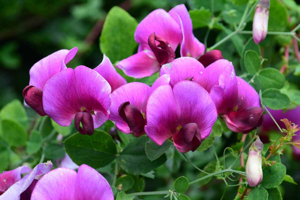    Душистый горошек – любимец английских садоводов