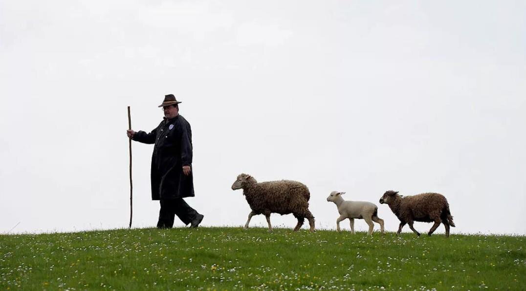 Люди ягнята. Чабан пастух Кавказ. Пастух с овцами. Пастух пасет овец. Пастух и стадо.