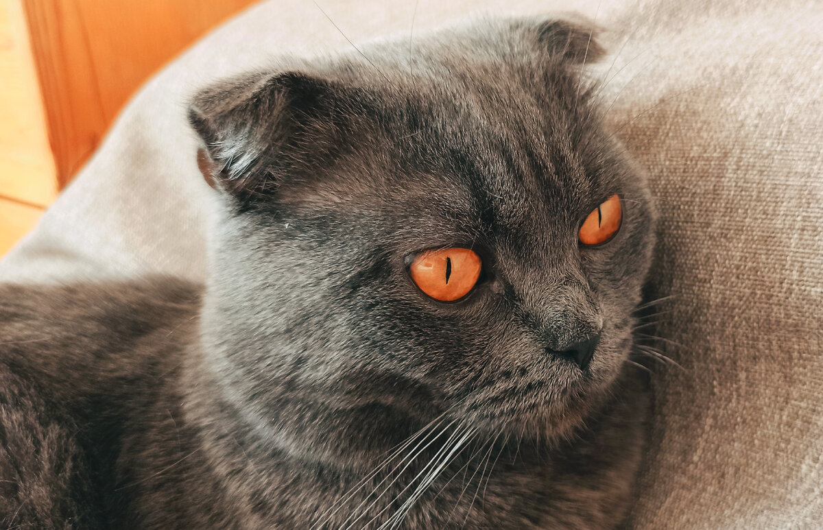 Немного задумчивого кота