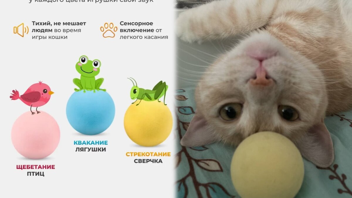 Коты сектанты. Котики секта. Секта котов. Коты сектанты. Секта кошек.