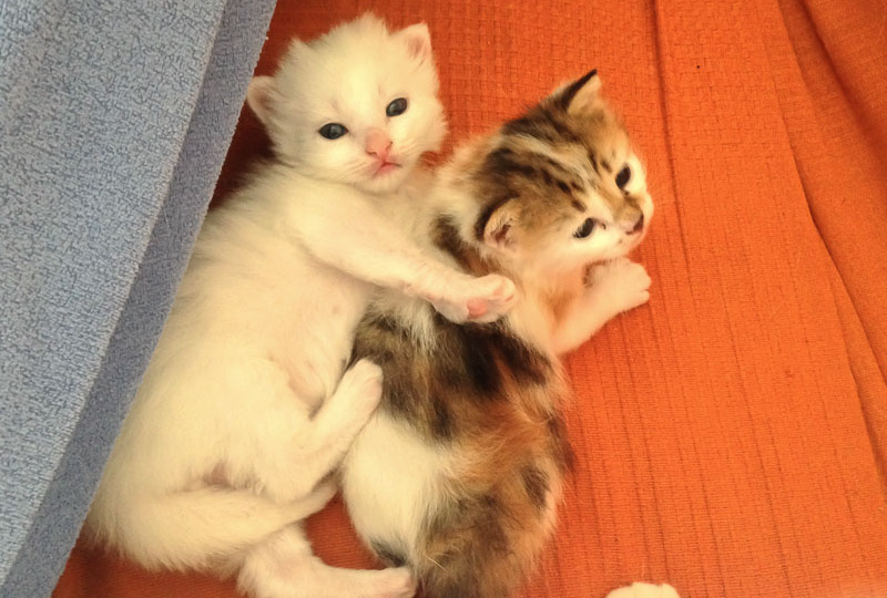 Роды в поезде. Кому смех, а кому грех