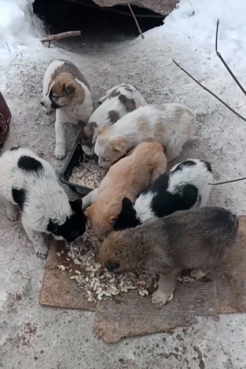 (Айк и Мишутка в дни своей бездомной жизни)