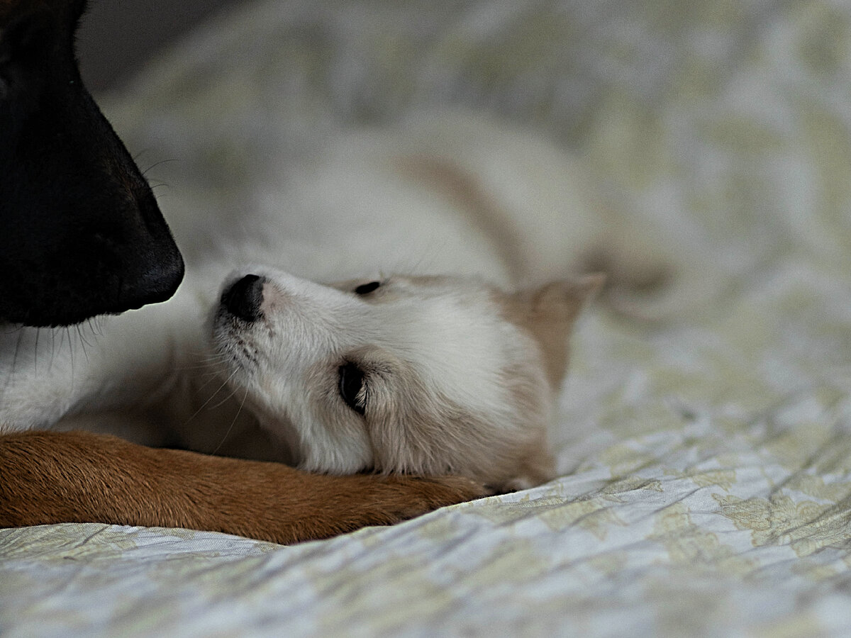 (Айк на передержке у Валерии)