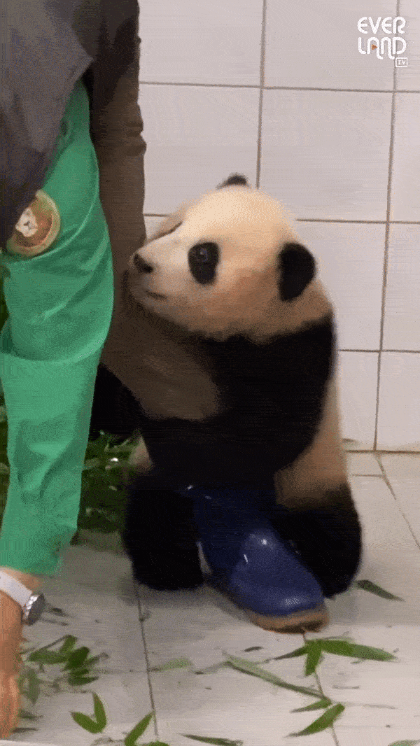    Маленькая панда Фу Бао