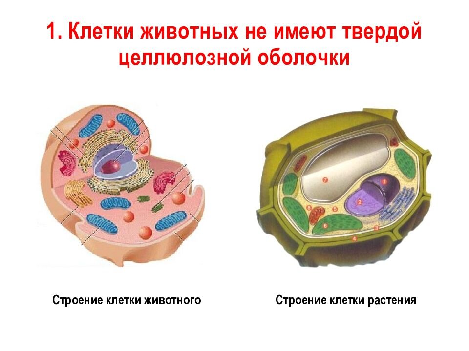 Оболочка клеток содержит целлюлозу. Целлюлозно клеточная оболочка растительной клетки. Животные клетки. Животная клетка. Строение клетки животных