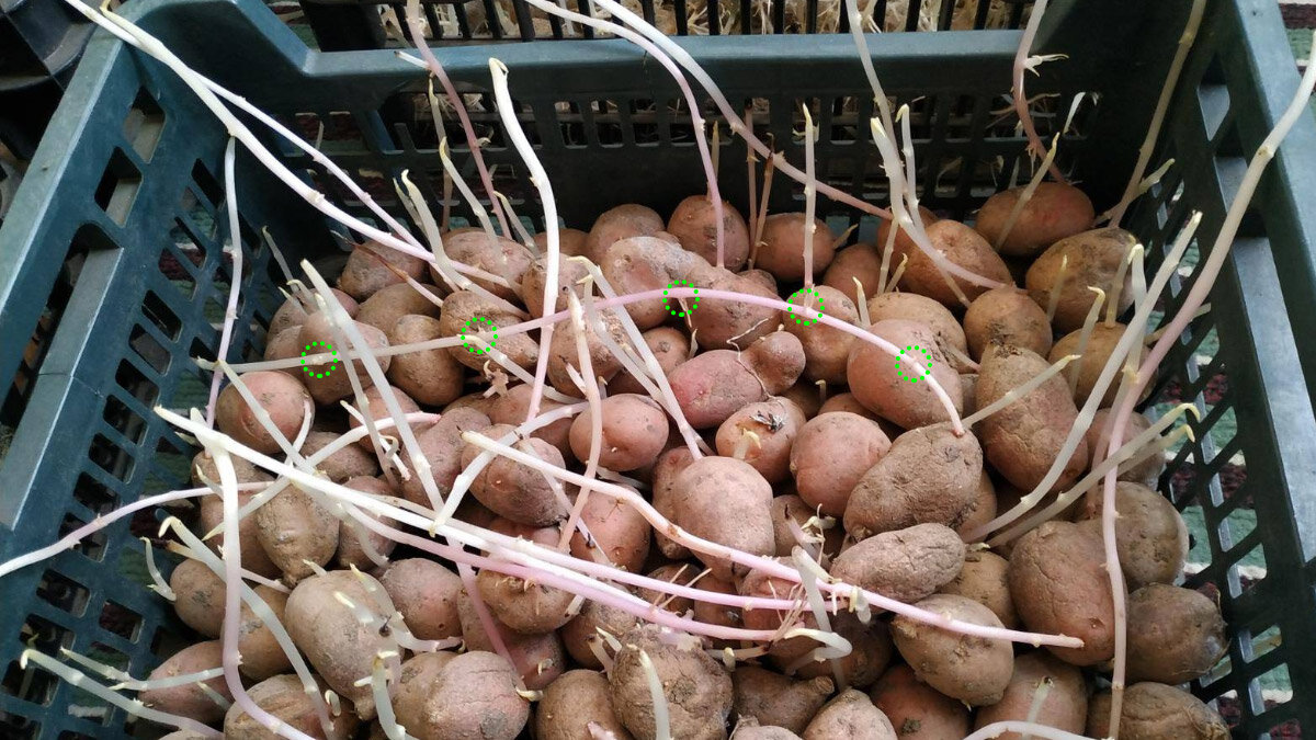 Клубень картошки. Проросший картофель. Пророщенные клубни картофеля. Посадка картофеля.