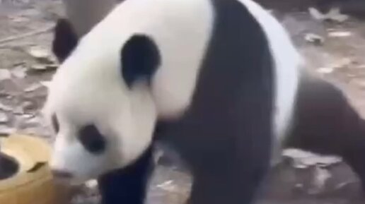 Физминутка с пандой. Мультик про панду би би. Зарядка с пандой для детей. Повер банк в виде панды. Игра панда отряд.