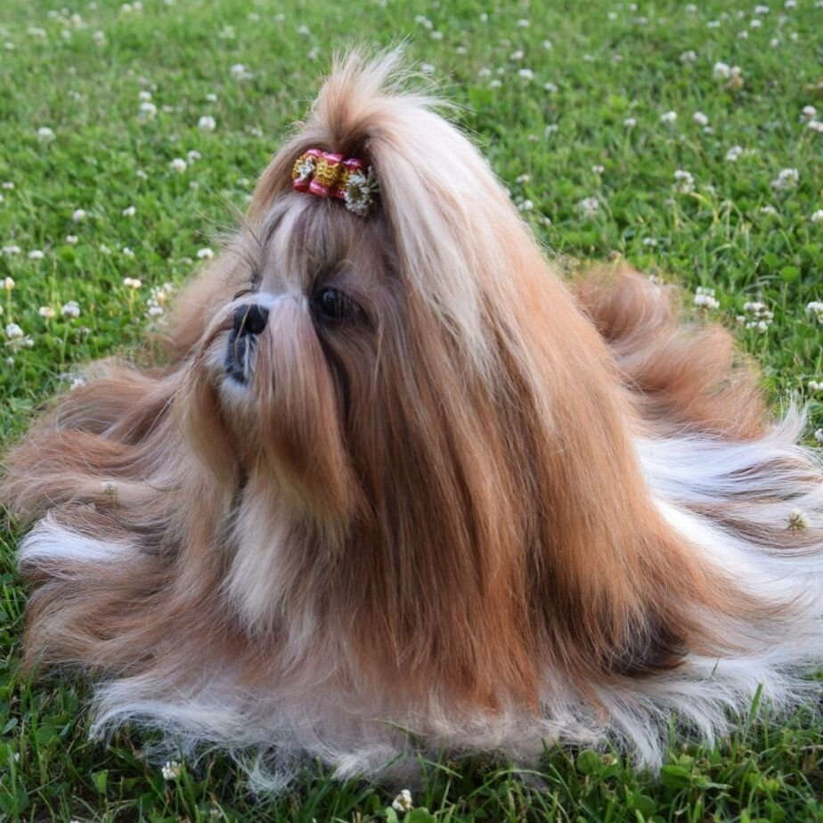 Прекрасная принцесса Ши Тсу - фото из открытых источников