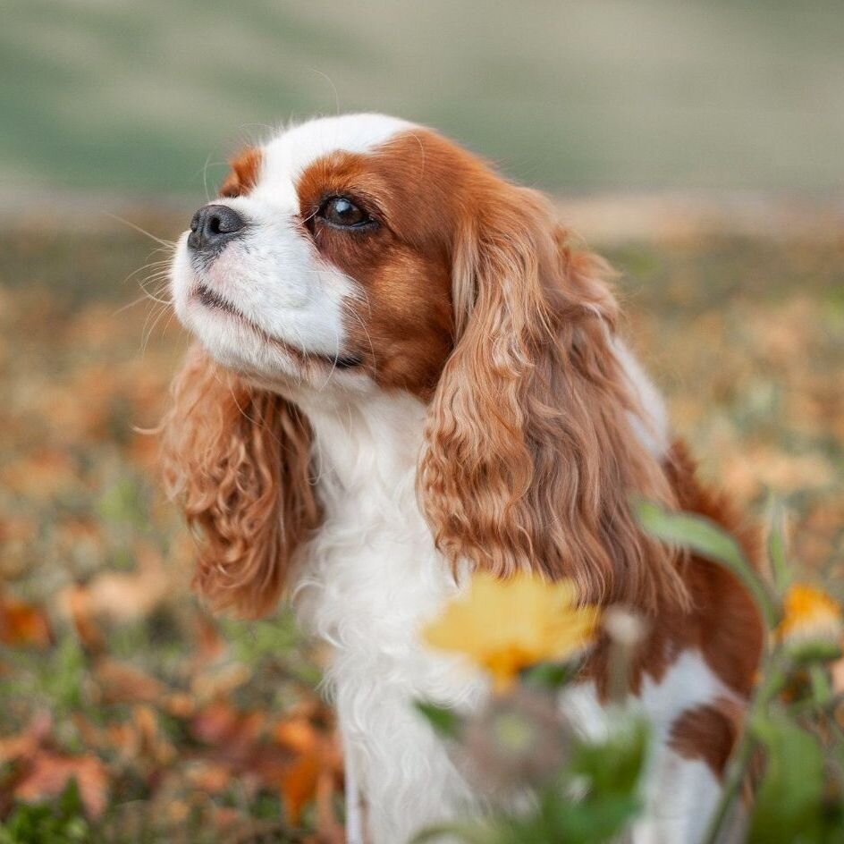 Не менее прекрасный кавалер кинг чарльз спаниель - фото из открытых источников