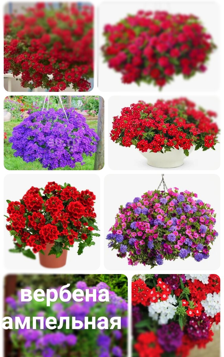 Ампельная вербена