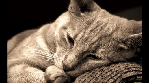 группа ларго в храме. псалмы largo. псалмы largo. псалмы largo. псалмы largo.