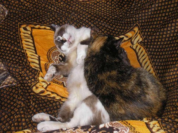 Мицци справа