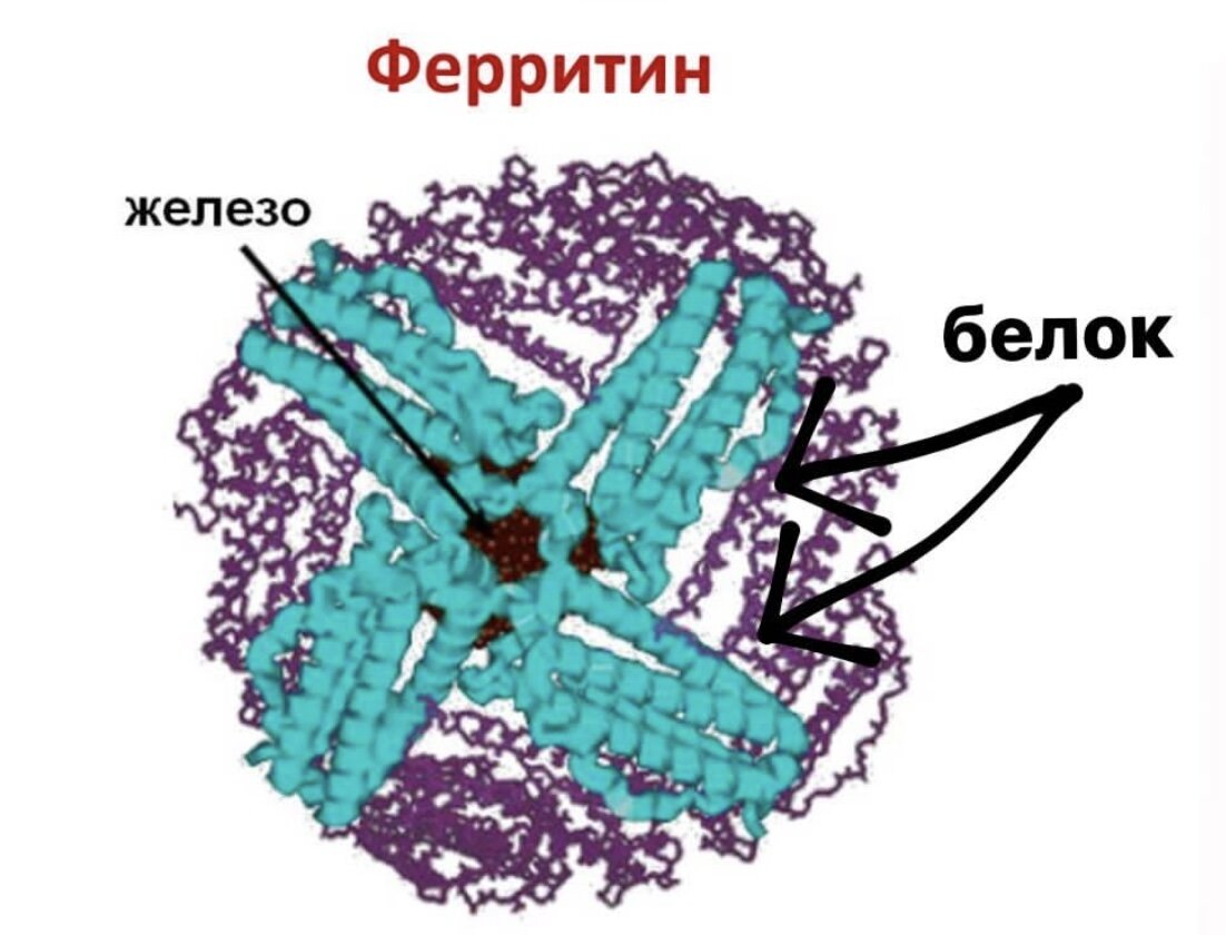 Ферритин откуда берут