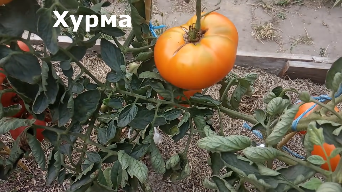 Семена помидор черри для теплицы лучшие сорта. Черри порпора f1. Какие семена помидор самые. Семена для сибири. Какие семена помидор самые.