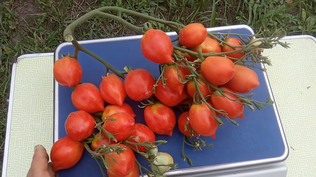 Овощи на грядке. Огород грядки с овощами. Урожай овощей. Огород какие сорта. Огород на даче.