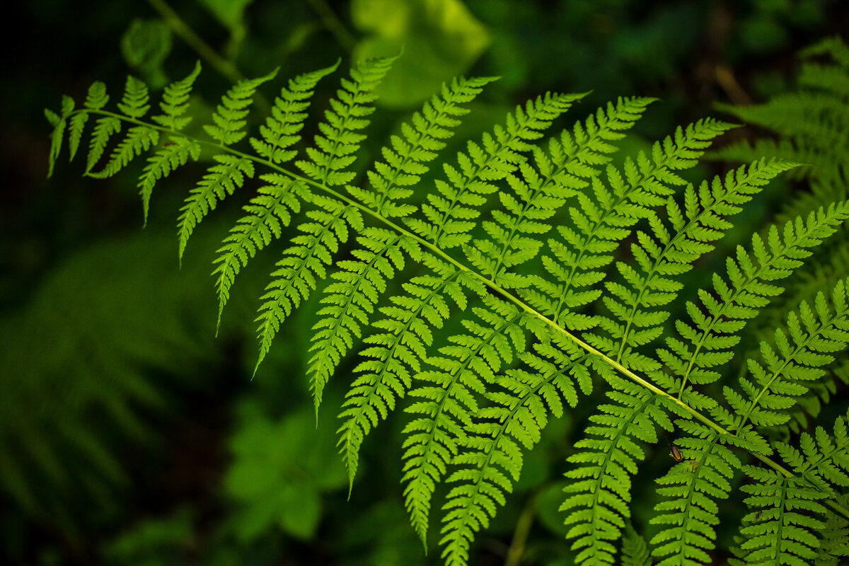 Один из элементов интерьера будущей концепции кофейни - живые папоротники