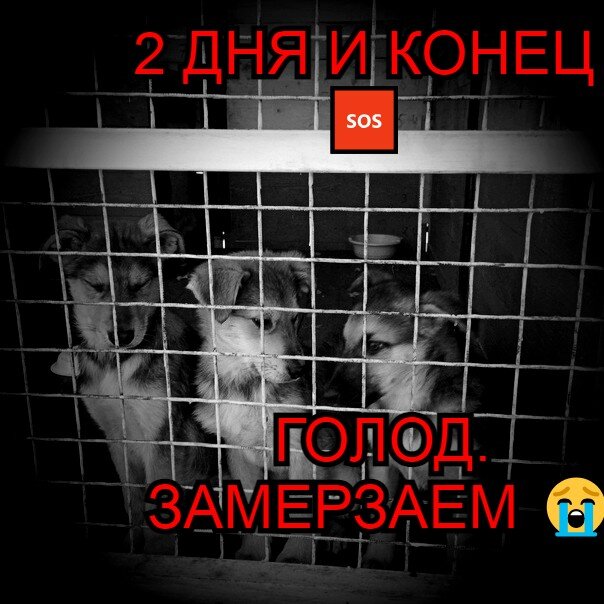 Дом лохматые судьбы хотьково. Лохматые судьбы приют. Приют лохматые судьбы в коробочках. Мы одной крови приют новочеркасск. Лохматые судьбы приют для животных.