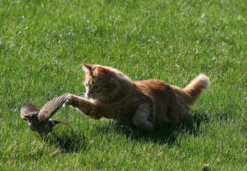 Кошка охотится. Кот охотится на птиц. Кошка на охоте. Рыжий кот охотится. Выскочил из засады