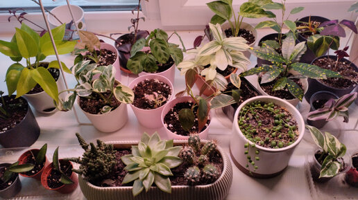 Обзор моих растений зимой. Январь 2024. Часть 1